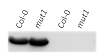 UGPase | UDP-glucose pyrophosphorylase (cytoplasm marker) in the group Antibodies Plant/Algal / Carbohydrates at Agrisera AB (Antibodies for research) (AS05 086)